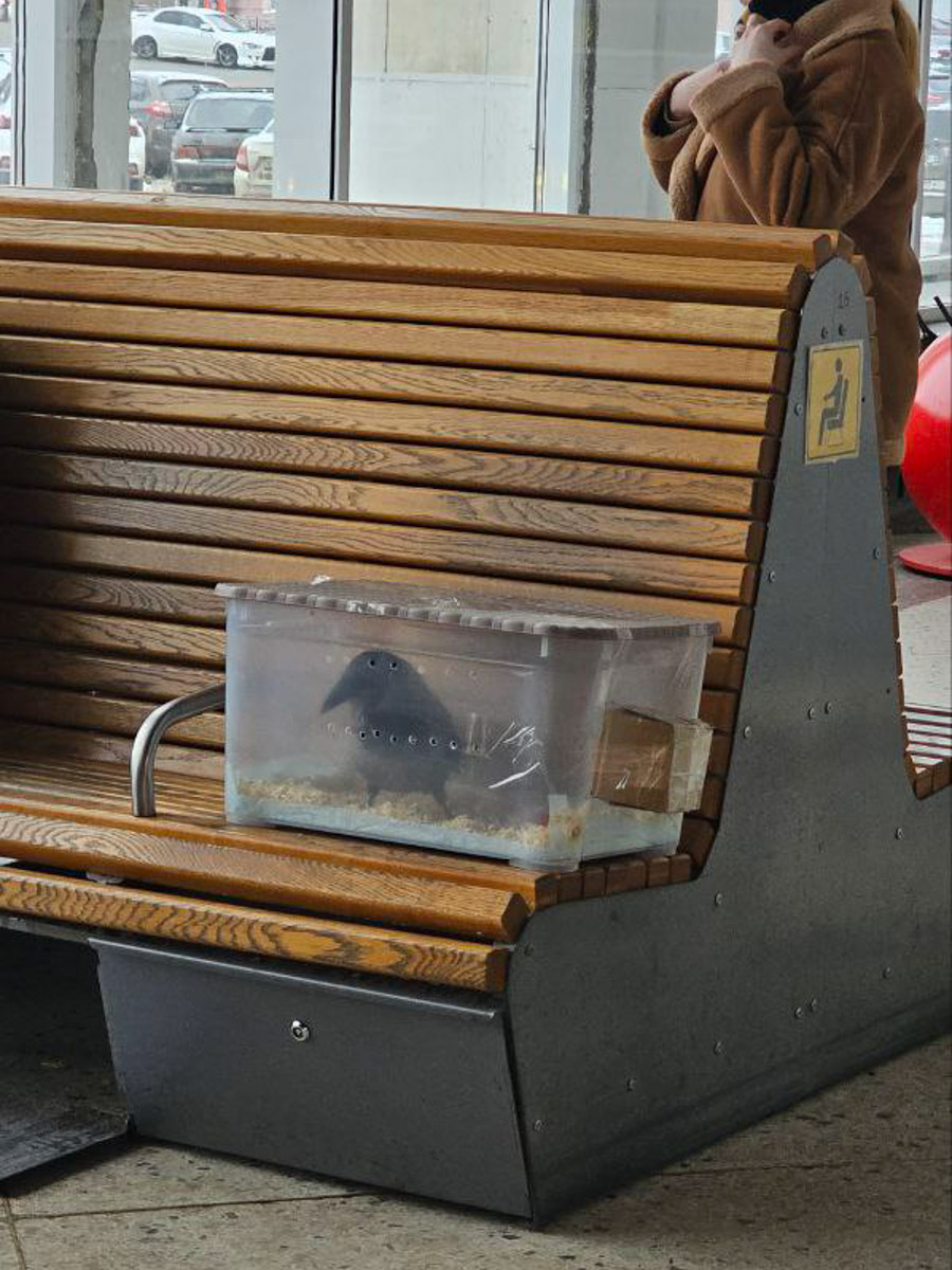 Сосредоточенность, зоркий глаз и умение ждать. Такие качества должны быть присущи фотографу-натуралисту, решившему показать людям мир птиц. Но эти нюансы не страшат юную любительницу пернатых Софью Белову из Владимира. Девушка давно с ними на «ты». Знает, как помочь выжить в суровой городской среде и, конечно, не упускает возможности запечатлеть во всей красе.