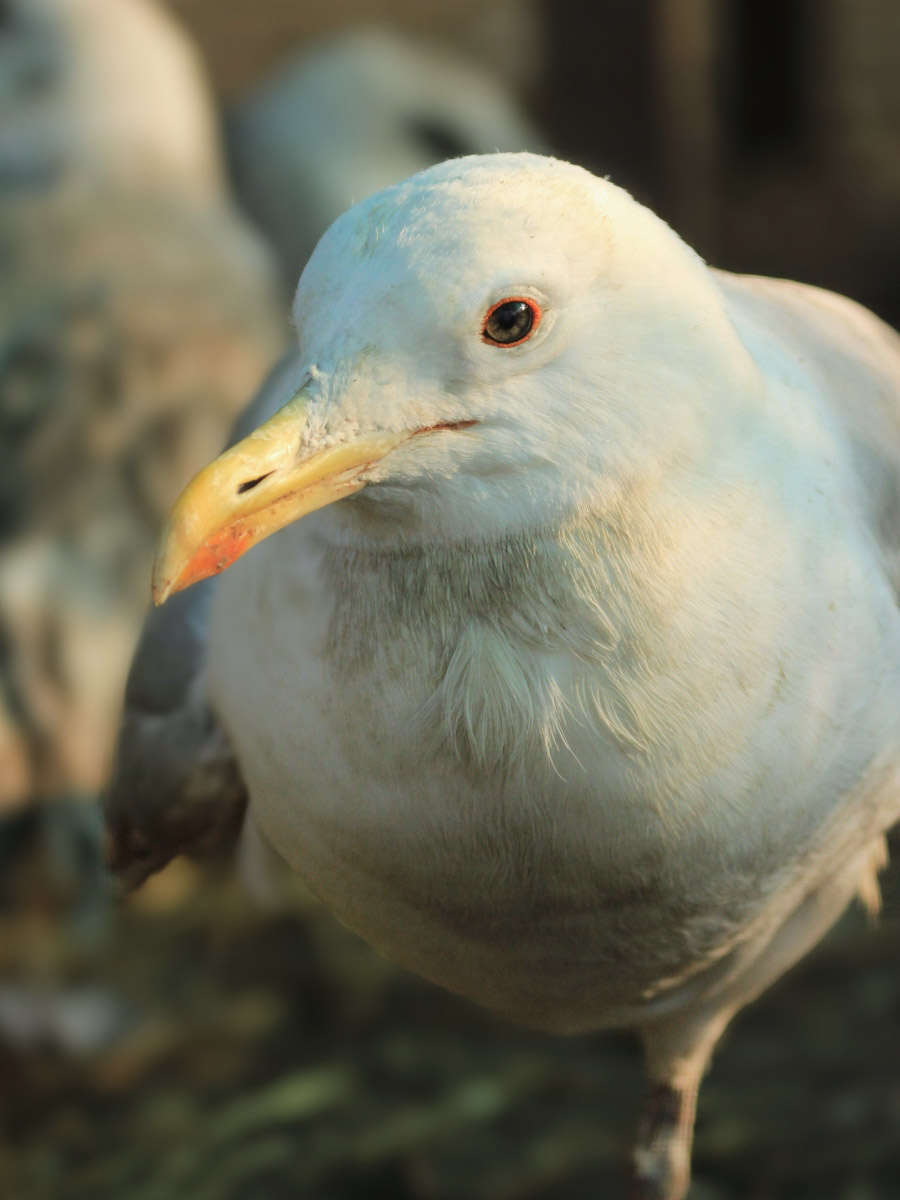 Сосредоточенность, зоркий глаз и умение ждать. Такие качества должны быть присущи фотографу-натуралисту, решившему показать людям мир птиц. Но эти нюансы не страшат юную любительницу пернатых Софью Белову из Владимира. Девушка давно с ними на «ты». Знает, как помочь выжить в суровой городской среде и, конечно, не упускает возможности запечатлеть во всей красе.