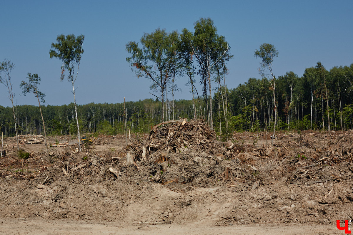 Лес рубят — щепки летят: сей факт в очередной раз испытывают на себе жители Владимира. Теперь — из микрорайона Юрьевец, где ради реновации аэропорта Семязино уничтожили деревья на площади в 13 гектаров. В то же время Старые сады у ДДюТ огородили забором, закрыв проход к роднику. Рассказываем со всеми деталями. 