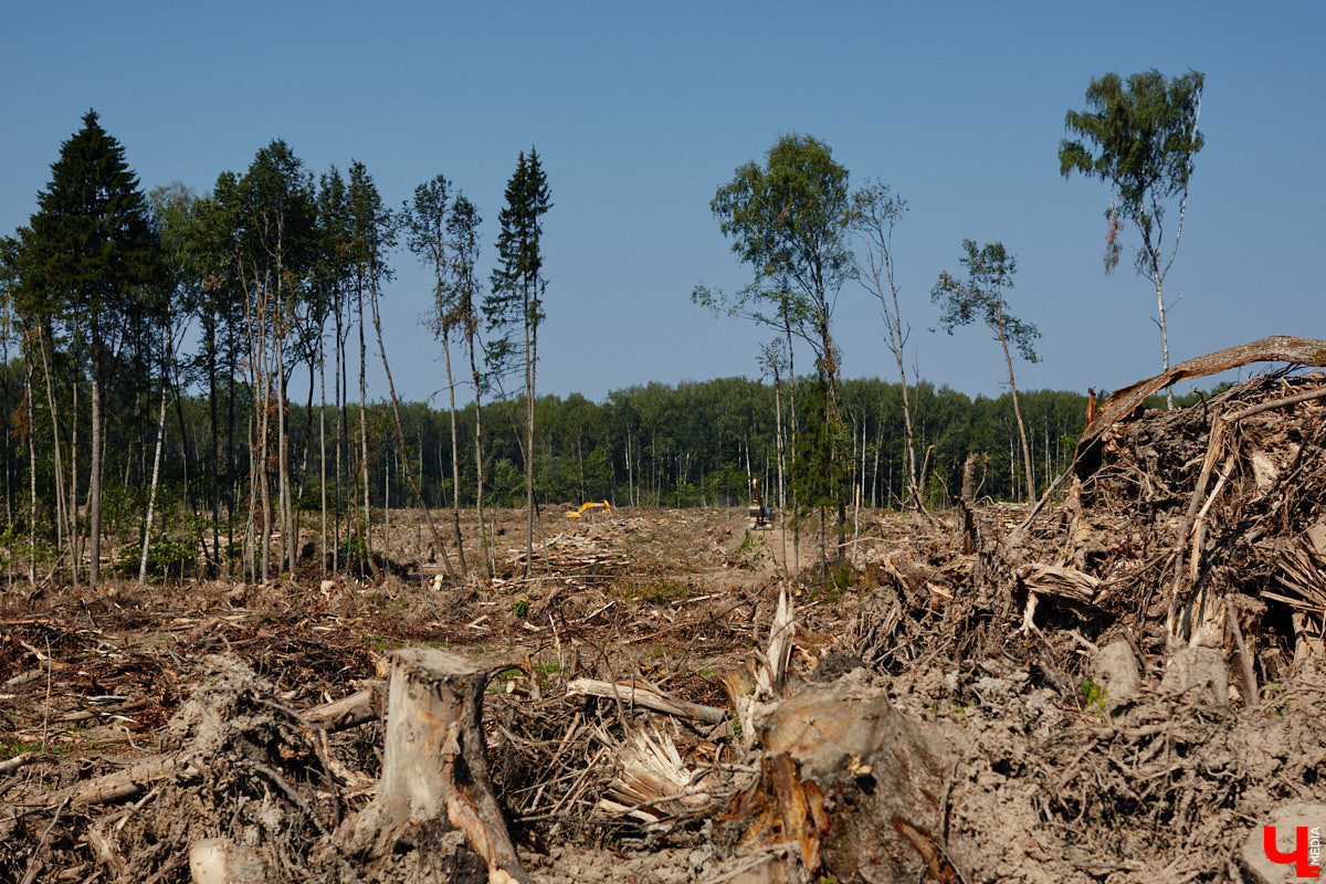 Лес рубят — щепки летят: сей факт в очередной раз испытывают на себе жители Владимира. Теперь — из микрорайона Юрьевец, где ради реновации аэропорта Семязино уничтожили деревья на площади в 13 гектаров. В то же время Старые сады у ДДюТ огородили забором, закрыв проход к роднику. Рассказываем со всеми деталями. 
