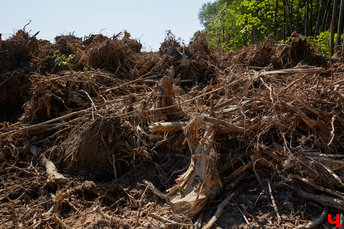 Лес рубят — щепки летят: сей факт в очередной раз испытывают на себе жители Владимира. Теперь — из микрорайона Юрьевец, где ради реновации аэропорта Семязино уничтожили деревья на площади в 13 гектаров. В то же время Старые сады у ДДюТ огородили забором, закрыв проход к роднику. Рассказываем со всеми деталями. 