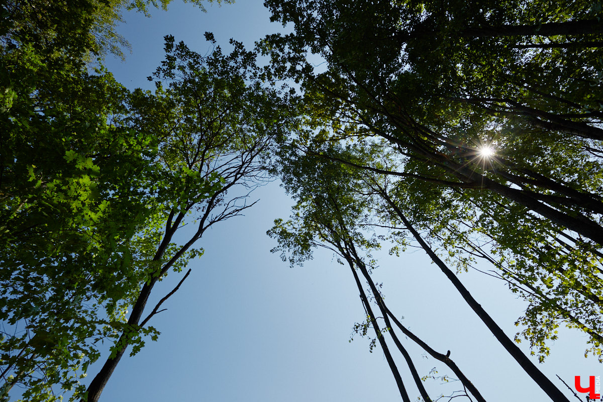 Лес рубят — щепки летят: сей факт в очередной раз испытывают на себе жители Владимира. Теперь — из микрорайона Юрьевец, где ради реновации аэропорта Семязино уничтожили деревья на площади в 13 гектаров. В то же время Старые сады у ДДюТ огородили забором, закрыв проход к роднику. Рассказываем со всеми деталями. 