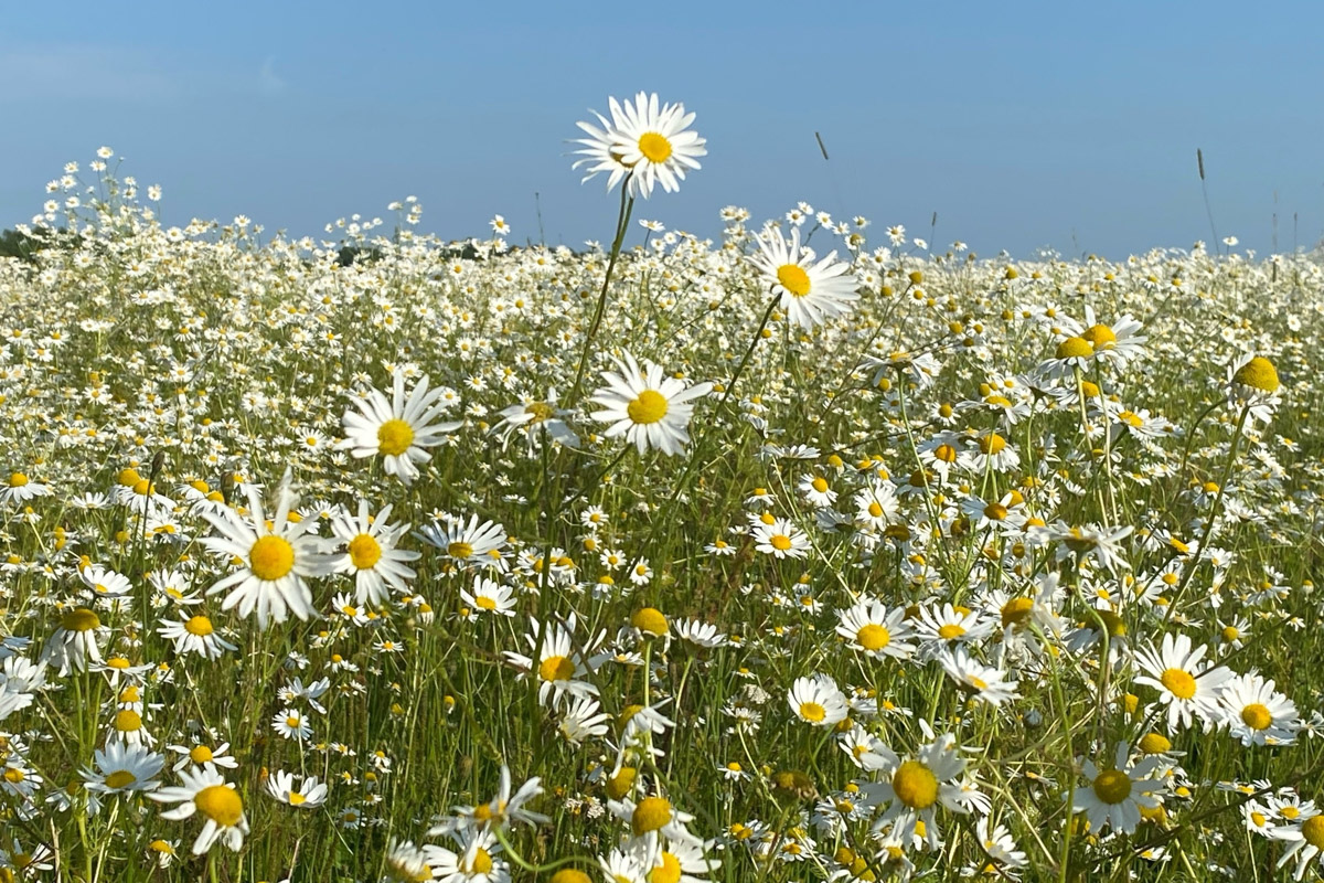 Семенов Нижегородской области     — удивительный русский город с     французской планировкой улиц, затерянный в     заповедных лесах. Он     встречает гостей сказочной хохломой и     дружелюбной матрешкой. Вот уж     действительно край контрастов! С     середины XVII века там скрывались тысячи людей, несогласных с     церковной реформой патриарха Никона. Община староверов сильна и     сегодня. Все самые интересные детали     — в     новом туре выходного дня!