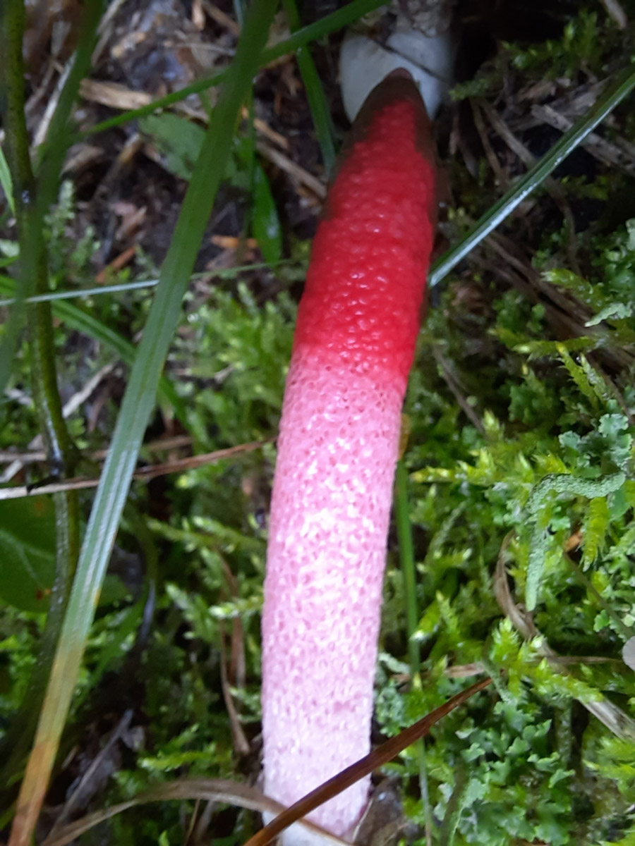 Во Владимирской области настоящий грибной бум! Жители региона делятся в социальных сетях полными корзинками и лукошками. Любителей тихой охоты радуют лисички, подосиновики, маслята, а с недавних пор в рост пошли и белые. Встречаются и совсем редкие экземпляры, например краснокнижные «ведьмины пальцы». «Ключ-Медиа» собрал самые сочные кадры щедрых даров леса.