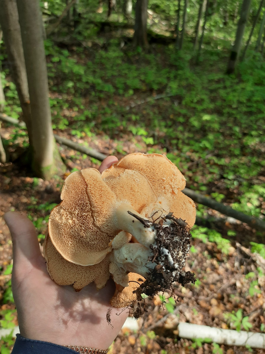 Во Владимирской области настоящий грибной бум! Жители региона делятся в социальных сетях полными корзинками и лукошками. Любителей тихой охоты радуют лисички, подосиновики, маслята, а с недавних пор в рост пошли и белые. Встречаются и совсем редкие экземпляры, например краснокнижные «ведьмины пальцы». «Ключ-Медиа» собрал самые сочные кадры щедрых даров леса.