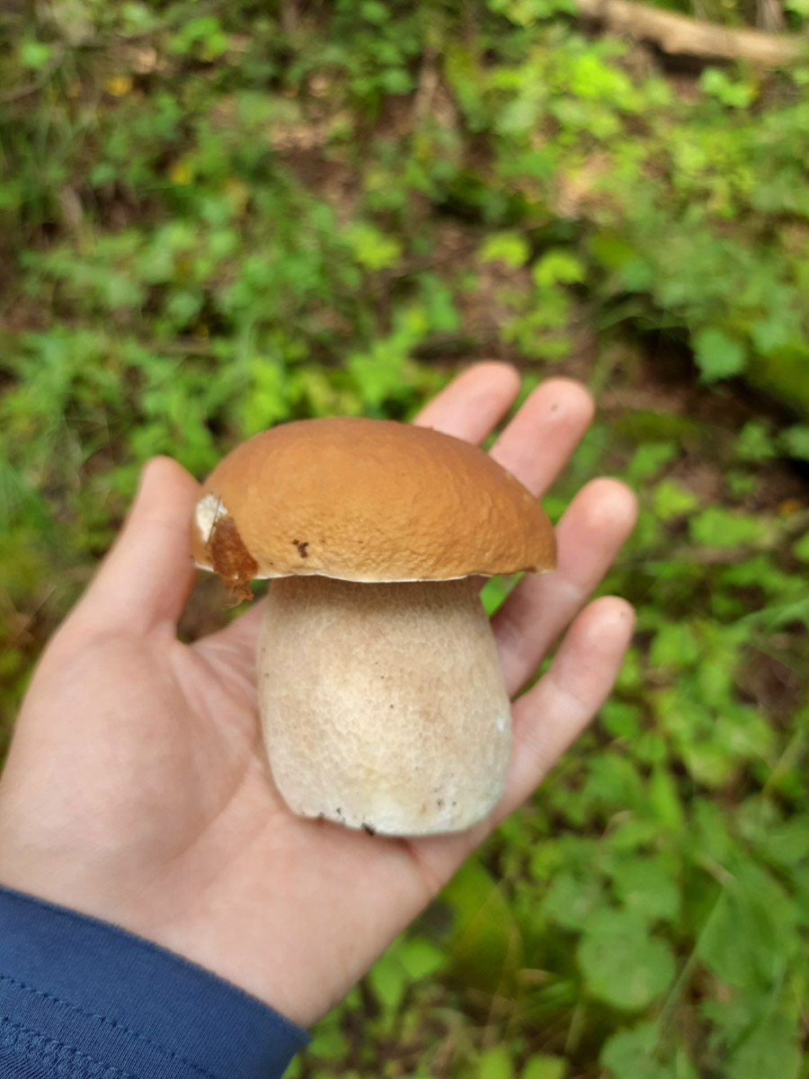 Во Владимирской области настоящий грибной бум! Жители региона делятся в социальных сетях полными корзинками и лукошками. Любителей тихой охоты радуют лисички, подосиновики, маслята, а с недавних пор в рост пошли и белые. Встречаются и совсем редкие экземпляры, например краснокнижные «ведьмины пальцы». «Ключ-Медиа» собрал самые сочные кадры щедрых даров леса.