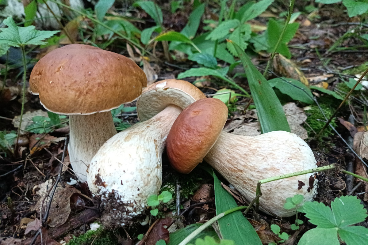 Во Владимирской области настоящий грибной бум! Жители региона делятся в социальных сетях полными корзинками и лукошками. Любителей тихой охоты радуют лисички, подосиновики, маслята, а с недавних пор в рост пошли и белые. Встречаются и совсем редкие экземпляры, например краснокнижные «ведьмины пальцы». «Ключ-Медиа» собрал самые сочные кадры щедрых даров леса.