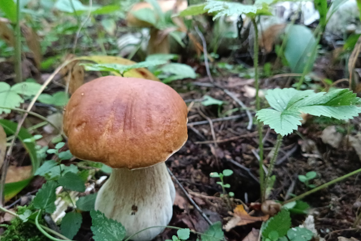 Во Владимирской области настоящий грибной бум! Жители региона делятся в социальных сетях полными корзинками и лукошками. Любителей тихой охоты радуют лисички, подосиновики, маслята, а с недавних пор в рост пошли и белые. Встречаются и совсем редкие экземпляры, например краснокнижные «ведьмины пальцы». «Ключ-Медиа» собрал самые сочные кадры щедрых даров леса.