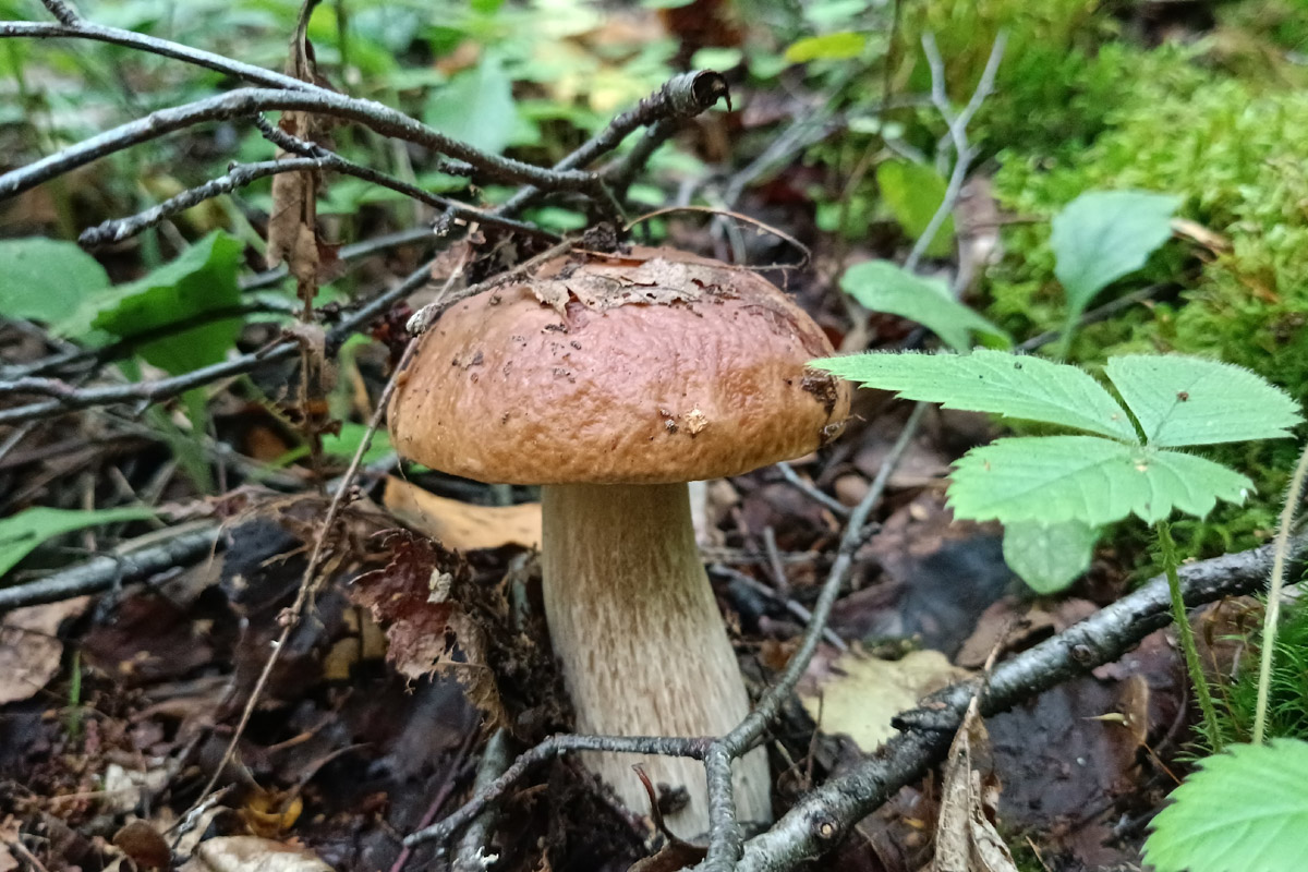 Во Владимирской области настоящий грибной бум! Жители региона делятся в социальных сетях полными корзинками и лукошками. Любителей тихой охоты радуют лисички, подосиновики, маслята, а с недавних пор в рост пошли и белые. Встречаются и совсем редкие экземпляры, например краснокнижные «ведьмины пальцы». «Ключ-Медиа» собрал самые сочные кадры щедрых даров леса.