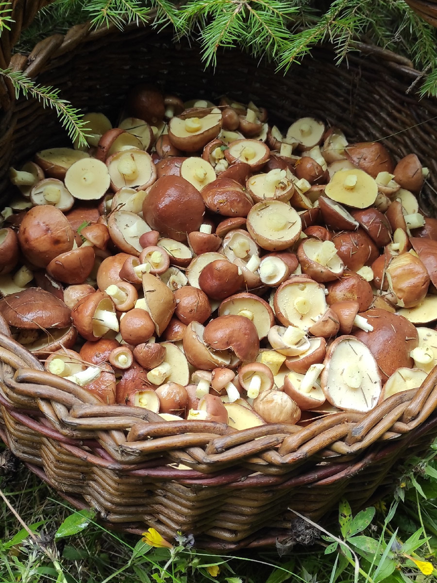 Во Владимирской области настоящий грибной бум! Жители региона делятся в социальных сетях полными корзинками и лукошками. Любителей тихой охоты радуют лисички, подосиновики, маслята, а с недавних пор в рост пошли и белые. Встречаются и совсем редкие экземпляры, например краснокнижные «ведьмины пальцы». «Ключ-Медиа» собрал самые сочные кадры щедрых даров леса.