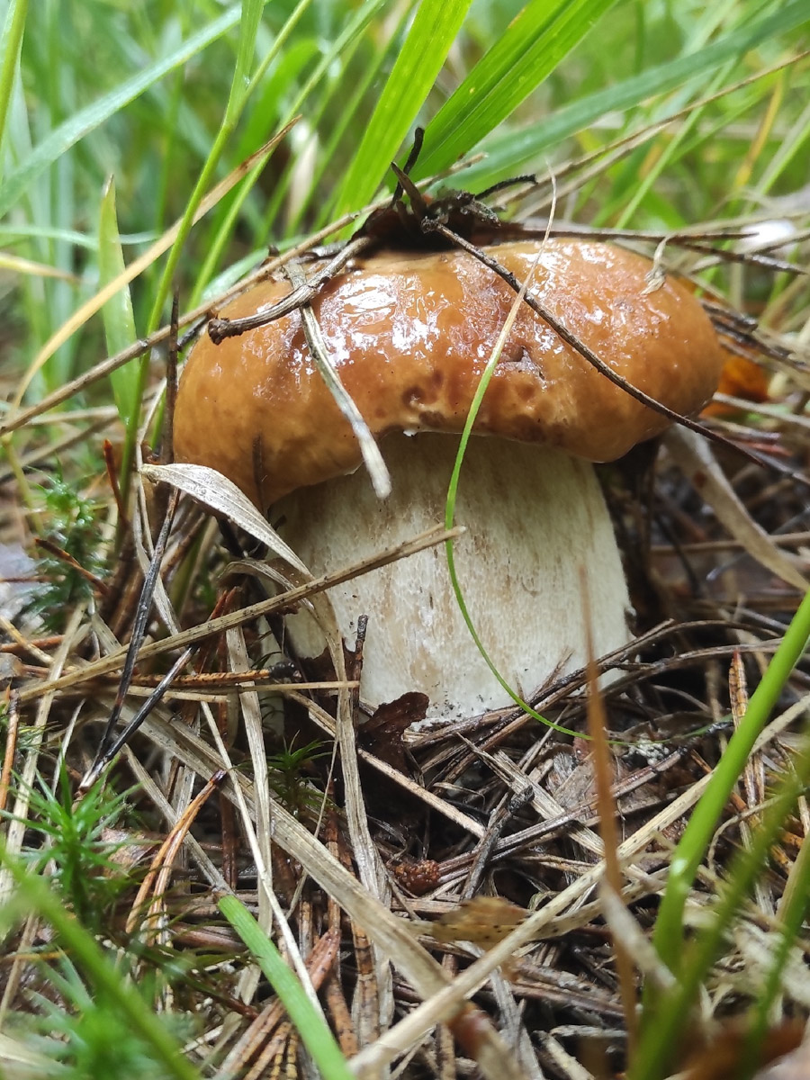 Во Владимирской области настоящий грибной бум! Жители региона делятся в социальных сетях полными корзинками и лукошками. Любителей тихой охоты радуют лисички, подосиновики, маслята, а с недавних пор в рост пошли и белые. Встречаются и совсем редкие экземпляры, например краснокнижные «ведьмины пальцы». «Ключ-Медиа» собрал самые сочные кадры щедрых даров леса.