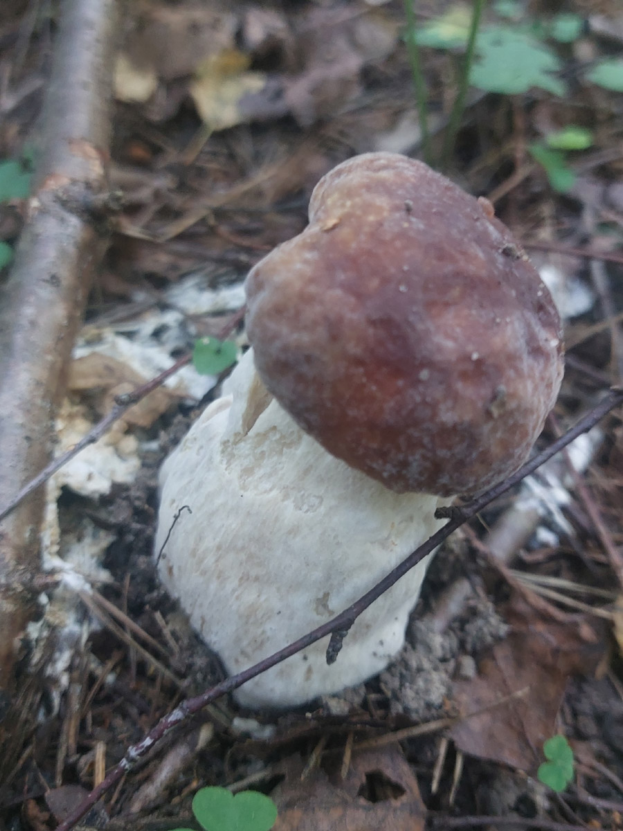 Во Владимирской области настоящий грибной бум! Жители региона делятся в социальных сетях полными корзинками и лукошками. Любителей тихой охоты радуют лисички, подосиновики, маслята, а с недавних пор в рост пошли и белые. Встречаются и совсем редкие экземпляры, например краснокнижные «ведьмины пальцы». «Ключ-Медиа» собрал самые сочные кадры щедрых даров леса.