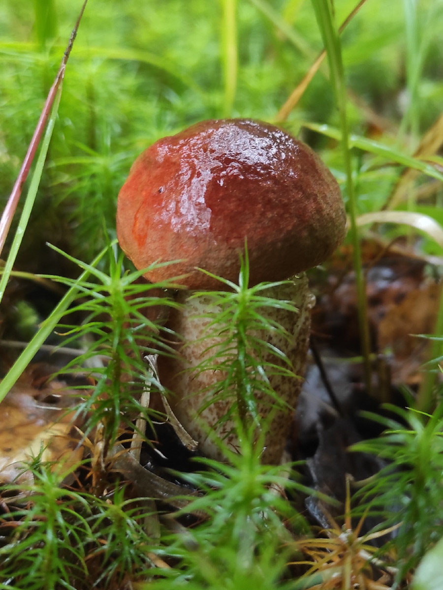 Во Владимирской области настоящий грибной бум! Жители региона делятся в социальных сетях полными корзинками и лукошками. Любителей тихой охоты радуют лисички, подосиновики, маслята, а с недавних пор в рост пошли и белые. Встречаются и совсем редкие экземпляры, например краснокнижные «ведьмины пальцы». «Ключ-Медиа» собрал самые сочные кадры щедрых даров леса.
