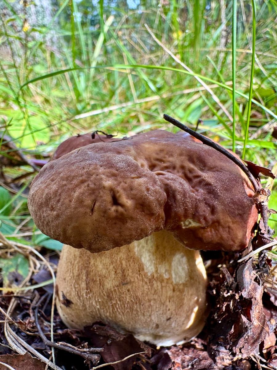 Во Владимирской области настоящий грибной бум! Жители региона делятся в социальных сетях полными корзинками и лукошками. Любителей тихой охоты радуют лисички, подосиновики, маслята, а с недавних пор в рост пошли и белые. Встречаются и совсем редкие экземпляры, например краснокнижные «ведьмины пальцы». «Ключ-Медиа» собрал самые сочные кадры щедрых даров леса.
