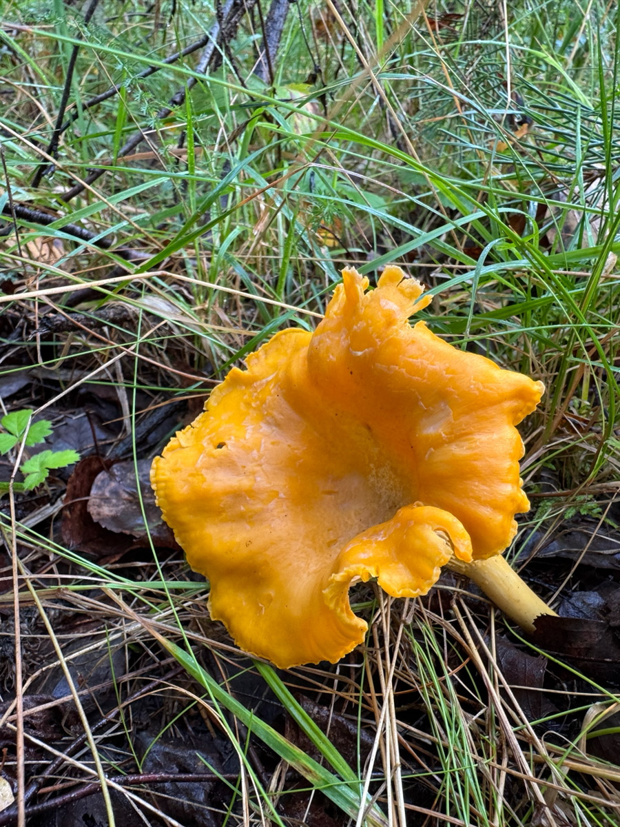 Во Владимирской области настоящий грибной бум! Жители региона делятся в социальных сетях полными корзинками и лукошками. Любителей тихой охоты радуют лисички, подосиновики, маслята, а с недавних пор в рост пошли и белые. Встречаются и совсем редкие экземпляры, например краснокнижные «ведьмины пальцы». «Ключ-Медиа» собрал самые сочные кадры щедрых даров леса.
