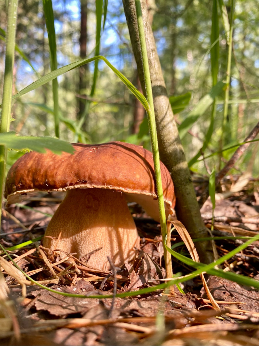 Во Владимирской области настоящий грибной бум! Жители региона делятся в социальных сетях полными корзинками и лукошками. Любителей тихой охоты радуют лисички, подосиновики, маслята, а с недавних пор в рост пошли и белые. Встречаются и совсем редкие экземпляры, например краснокнижные «ведьмины пальцы». «Ключ-Медиа» собрал самые сочные кадры щедрых даров леса.