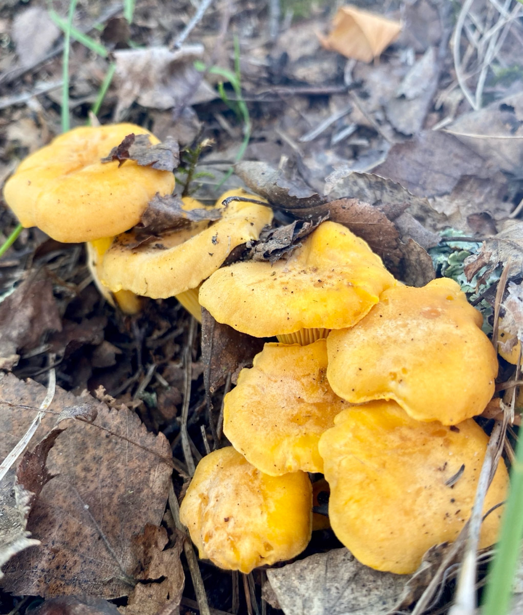 Во Владимирской области настоящий грибной бум! Жители региона делятся в социальных сетях полными корзинками и лукошками. Любителей тихой охоты радуют лисички, подосиновики, маслята, а с недавних пор в рост пошли и белые. Встречаются и совсем редкие экземпляры, например краснокнижные «ведьмины пальцы». «Ключ-Медиа» собрал самые сочные кадры щедрых даров леса.