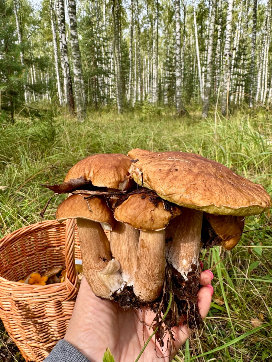 Во Владимирской области настоящий грибной бум! Жители региона делятся в социальных сетях полными корзинками и лукошками. Любителей тихой охоты радуют лисички, подосиновики, маслята, а с недавних пор в рост пошли и белые. Встречаются и совсем редкие экземпляры, например краснокнижные «ведьмины пальцы». «Ключ-Медиа» собрал самые сочные кадры щедрых даров леса.