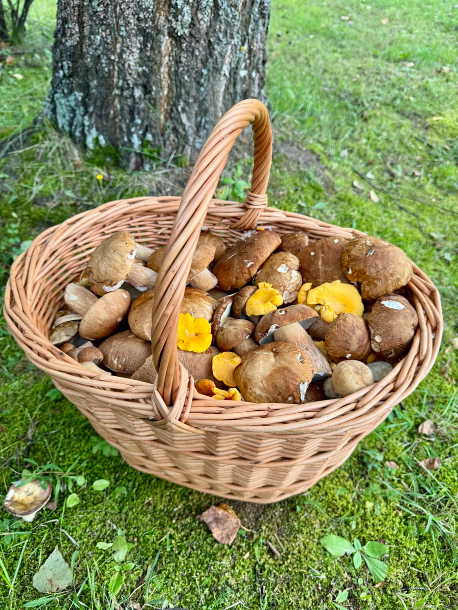 Во Владимирской области настоящий грибной бум! Жители региона делятся в социальных сетях полными корзинками и лукошками. Любителей тихой охоты радуют лисички, подосиновики, маслята, а с недавних пор в рост пошли и белые. Встречаются и совсем редкие экземпляры, например краснокнижные «ведьмины пальцы». «Ключ-Медиа» собрал самые сочные кадры щедрых даров леса.