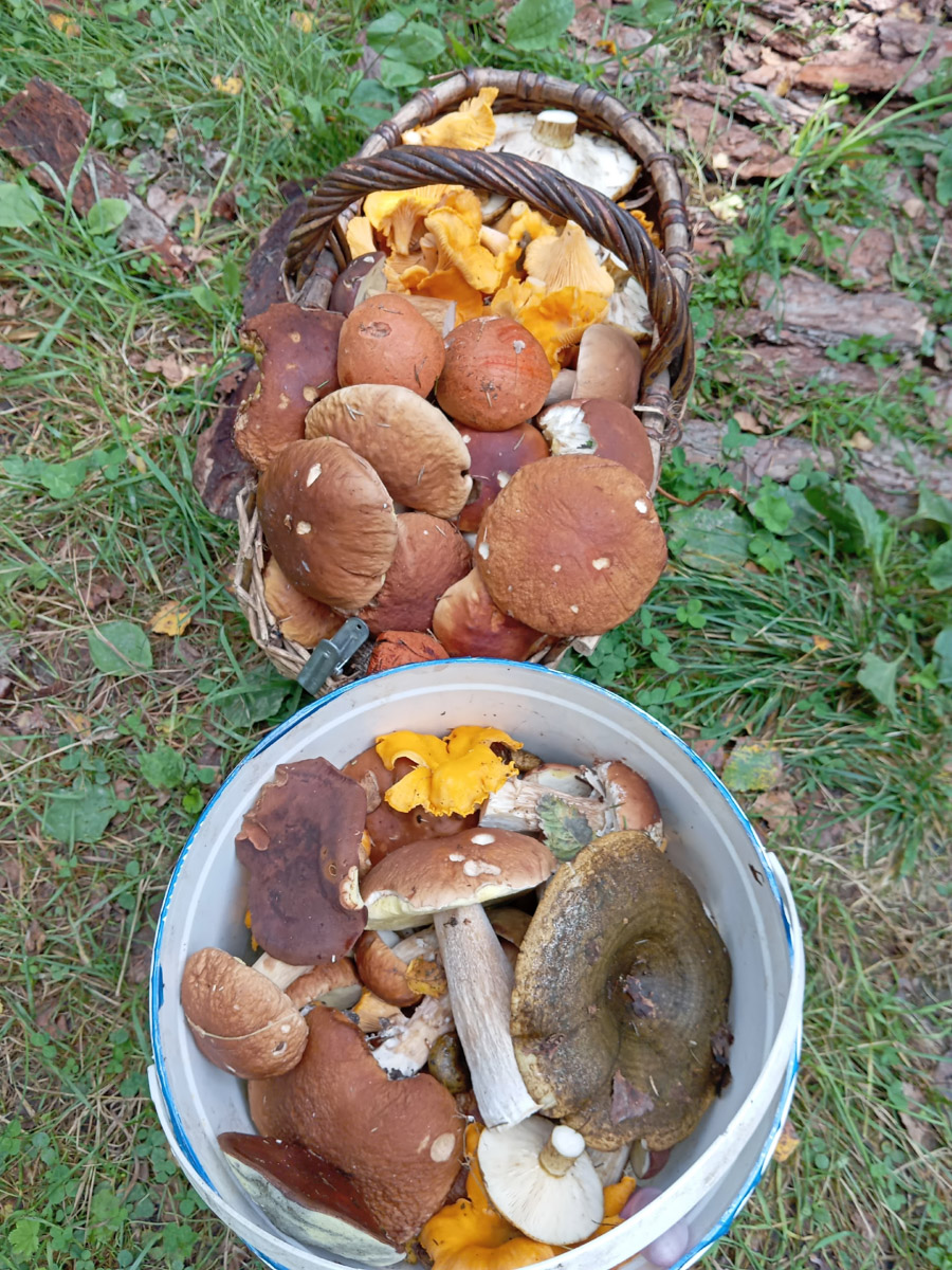 Во Владимирской области настоящий грибной бум! Жители региона делятся в социальных сетях полными корзинками и лукошками. Любителей тихой охоты радуют лисички, подосиновики, маслята, а с недавних пор в рост пошли и белые. Встречаются и совсем редкие экземпляры, например краснокнижные «ведьмины пальцы». «Ключ-Медиа» собрал самые сочные кадры щедрых даров леса.