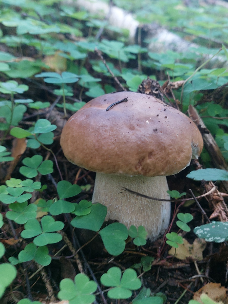 Во Владимирской области настоящий грибной бум! Жители региона делятся в социальных сетях полными корзинками и лукошками. Любителей тихой охоты радуют лисички, подосиновики, маслята, а с недавних пор в рост пошли и белые. Встречаются и совсем редкие экземпляры, например краснокнижные «ведьмины пальцы». «Ключ-Медиа» собрал самые сочные кадры щедрых даров леса.