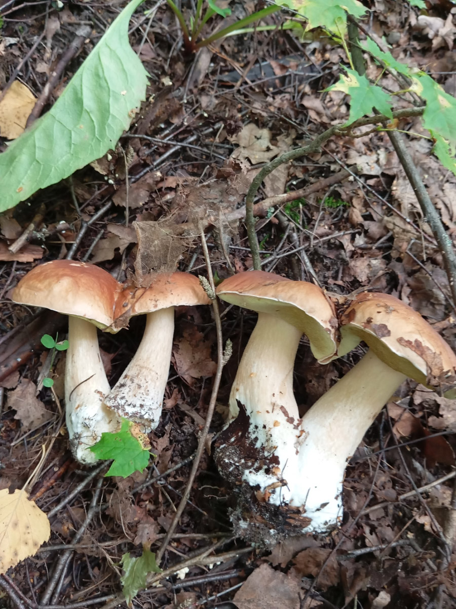 Во Владимирской области настоящий грибной бум! Жители региона делятся в социальных сетях полными корзинками и лукошками. Любителей тихой охоты радуют лисички, подосиновики, маслята, а с недавних пор в рост пошли и белые. Встречаются и совсем редкие экземпляры, например краснокнижные «ведьмины пальцы». «Ключ-Медиа» собрал самые сочные кадры щедрых даров леса.