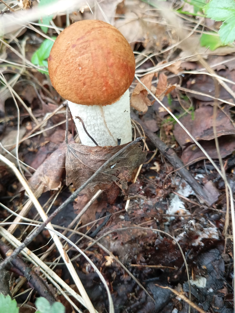 Во Владимирской области настоящий грибной бум! Жители региона делятся в социальных сетях полными корзинками и лукошками. Любителей тихой охоты радуют лисички, подосиновики, маслята, а с недавних пор в рост пошли и белые. Встречаются и совсем редкие экземпляры, например краснокнижные «ведьмины пальцы». «Ключ-Медиа» собрал самые сочные кадры щедрых даров леса.