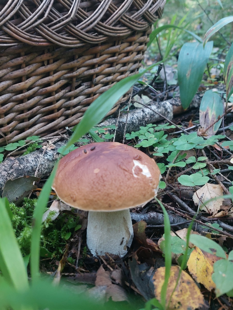 Во Владимирской области настоящий грибной бум! Жители региона делятся в социальных сетях полными корзинками и лукошками. Любителей тихой охоты радуют лисички, подосиновики, маслята, а с недавних пор в рост пошли и белые. Встречаются и совсем редкие экземпляры, например краснокнижные «ведьмины пальцы». «Ключ-Медиа» собрал самые сочные кадры щедрых даров леса.