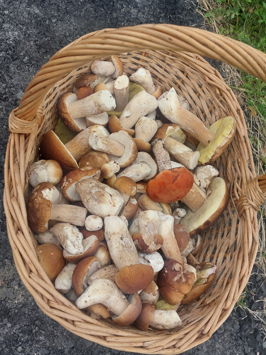 Во Владимирской области настоящий грибной бум! Жители региона делятся в социальных сетях полными корзинками и лукошками. Любителей тихой охоты радуют лисички, подосиновики, маслята, а с недавних пор в рост пошли и белые. Встречаются и совсем редкие экземпляры, например краснокнижные «ведьмины пальцы». «Ключ-Медиа» собрал самые сочные кадры щедрых даров леса.