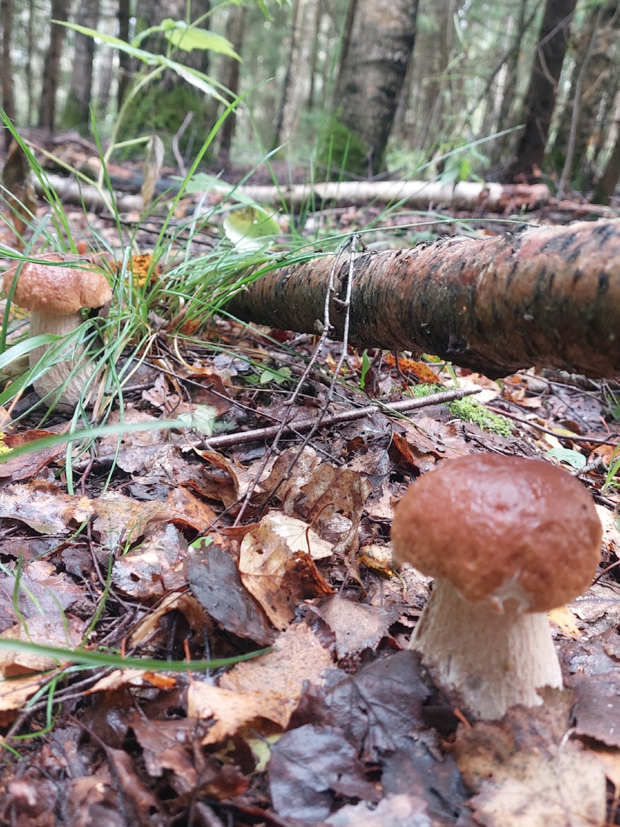 Во Владимирской области настоящий грибной бум! Жители региона делятся в социальных сетях полными корзинками и лукошками. Любителей тихой охоты радуют лисички, подосиновики, маслята, а с недавних пор в рост пошли и белые. Встречаются и совсем редкие экземпляры, например краснокнижные «ведьмины пальцы». «Ключ-Медиа» собрал самые сочные кадры щедрых даров леса.