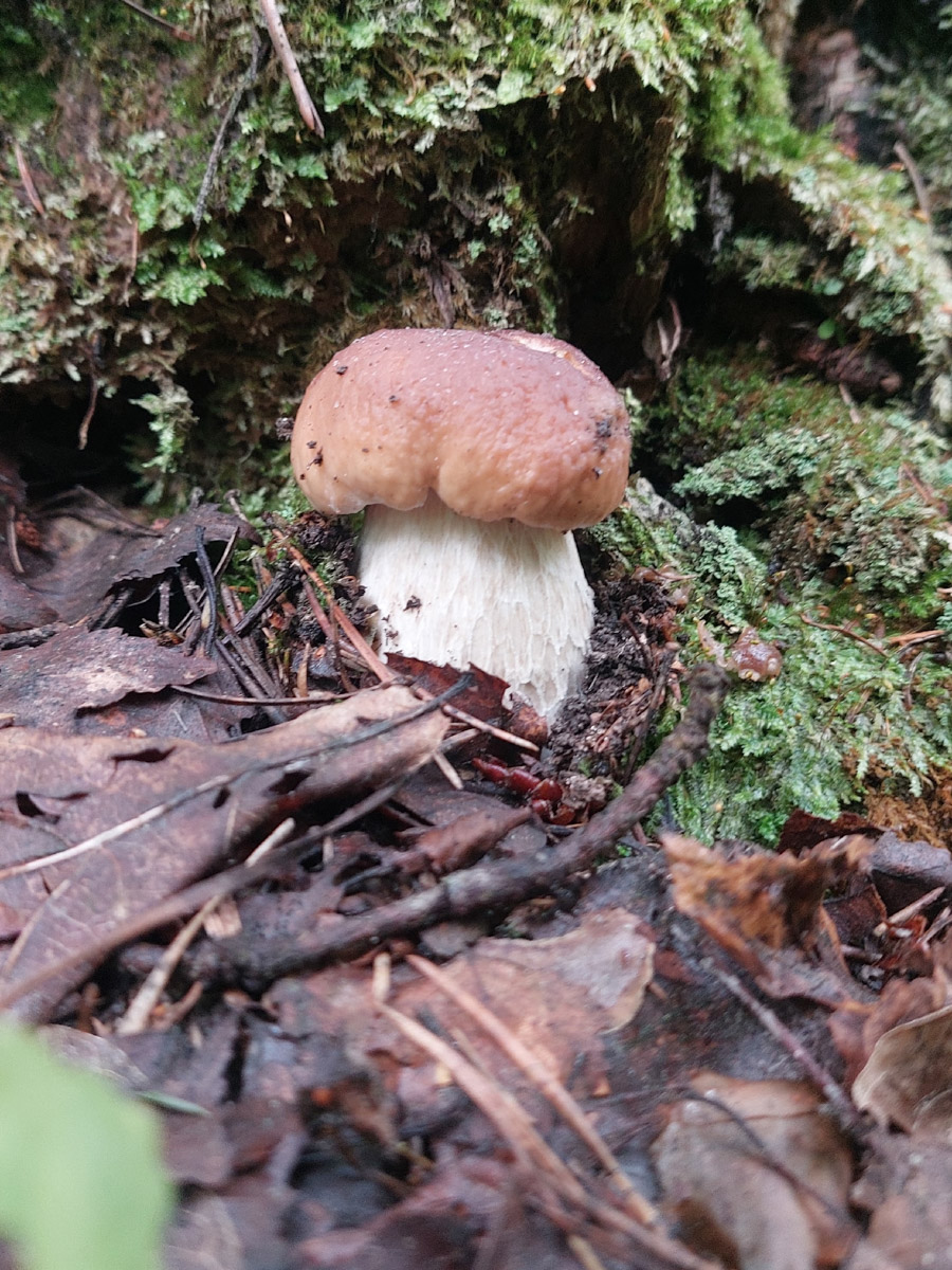 Во Владимирской области настоящий грибной бум! Жители региона делятся в социальных сетях полными корзинками и лукошками. Любителей тихой охоты радуют лисички, подосиновики, маслята, а с недавних пор в рост пошли и белые. Встречаются и совсем редкие экземпляры, например краснокнижные «ведьмины пальцы». «Ключ-Медиа» собрал самые сочные кадры щедрых даров леса.