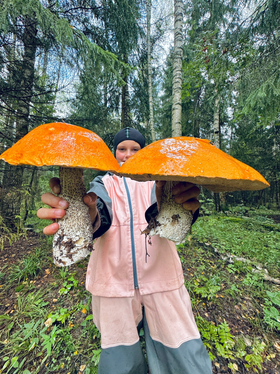 Во Владимирской области настоящий грибной бум! Жители региона делятся в социальных сетях полными корзинками и лукошками. Любителей тихой охоты радуют лисички, подосиновики, маслята, а с недавних пор в рост пошли и белые. Встречаются и совсем редкие экземпляры, например краснокнижные «ведьмины пальцы». «Ключ-Медиа» собрал самые сочные кадры щедрых даров леса.