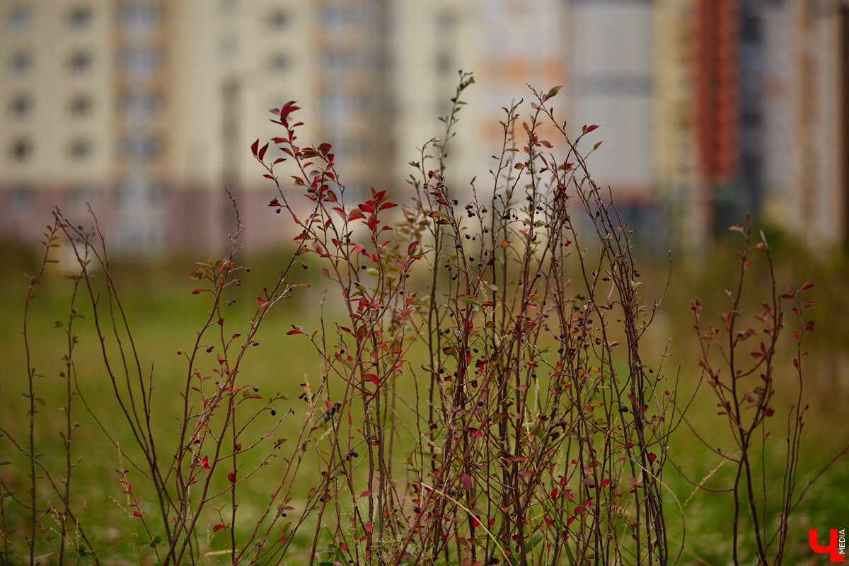Владимирские улицы не перестают преображаться. В середине лета внешний вид улучшили сразу несколько зон отдыха. На них город, конечно, не остановился. К началу осени ожил еще ряд скверов, а некоторые точки притяжения поставили в режим ожидания.