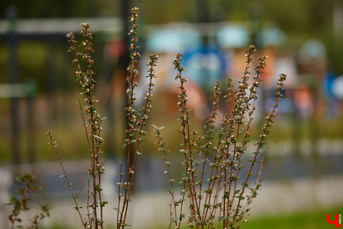 Владимирские улицы не перестают преображаться. В середине лета внешний вид улучшили сразу несколько зон отдыха. На них город, конечно, не остановился. К началу осени ожил еще ряд скверов, а некоторые точки притяжения поставили в режим ожидания.