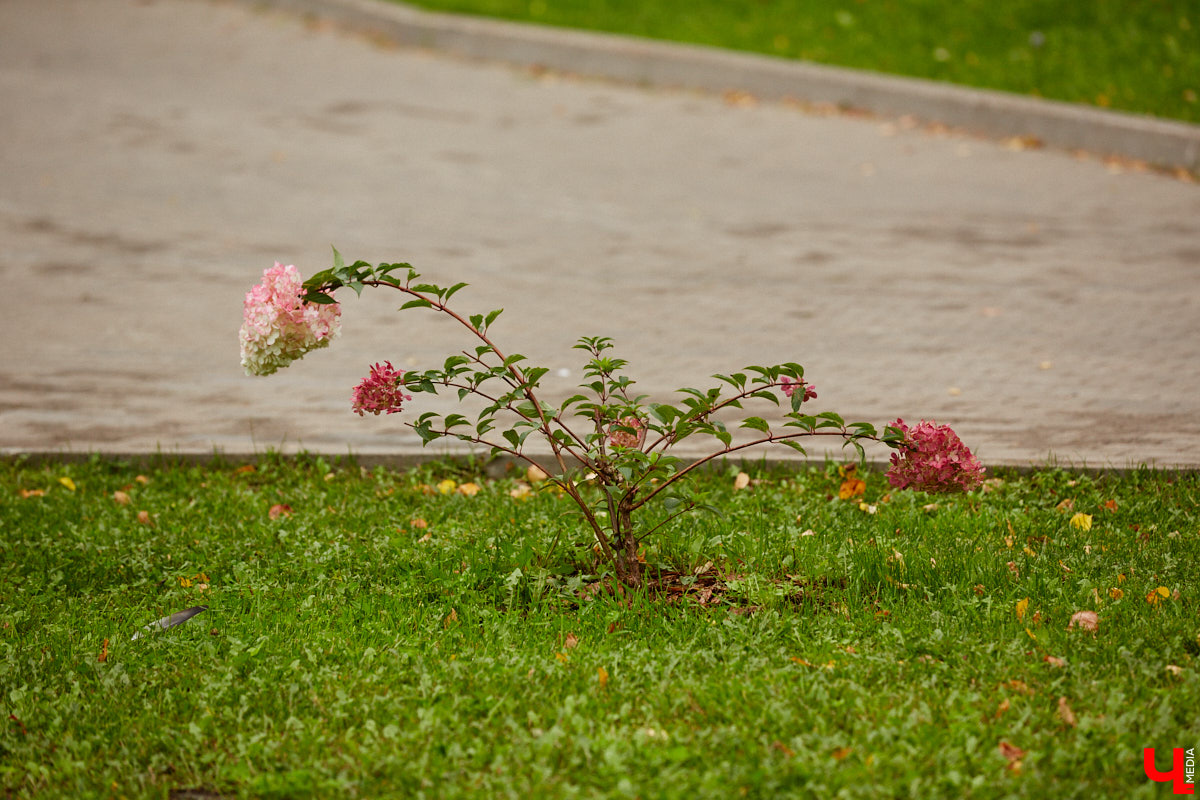 Владимирские улицы не перестают преображаться. В середине лета внешний вид улучшили сразу несколько зон отдыха. На них город, конечно, не остановился. К началу осени ожил еще ряд скверов, а некоторые точки притяжения поставили в режим ожидания.