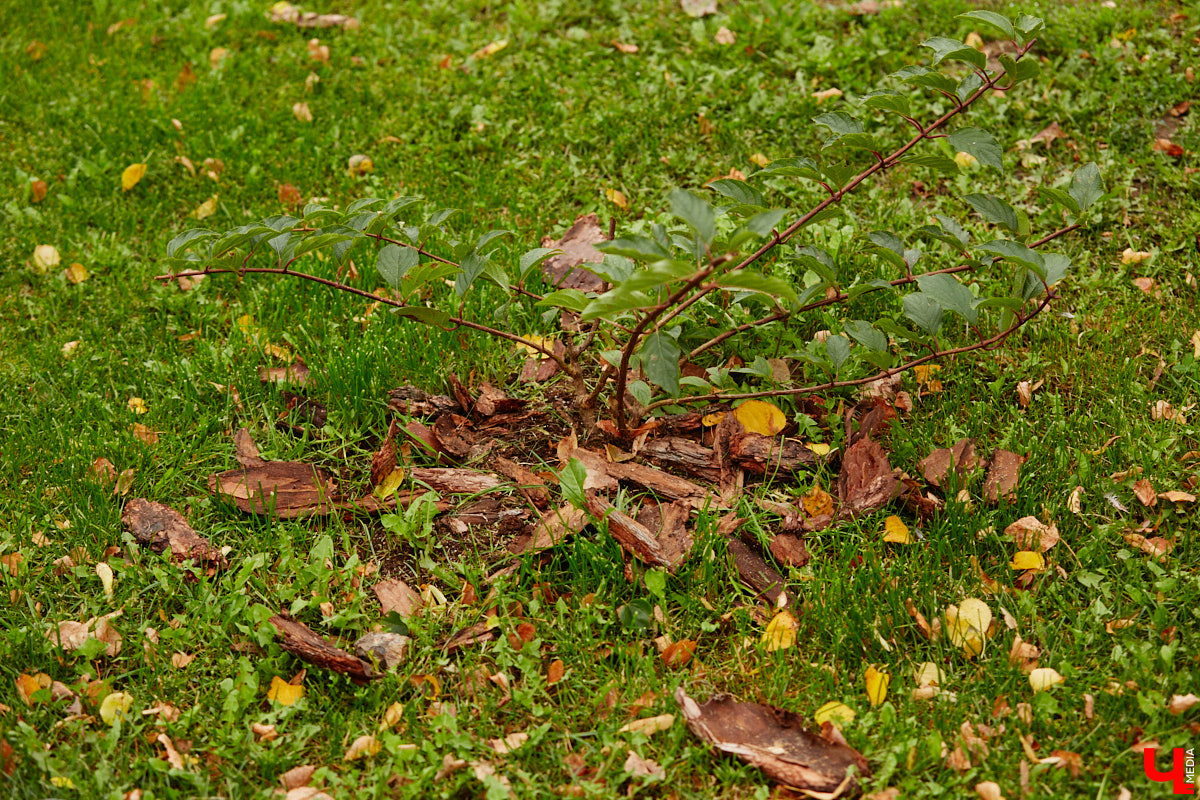 Владимирские улицы не перестают преображаться. В середине лета внешний вид улучшили сразу несколько зон отдыха. На них город, конечно, не остановился. К началу осени ожил еще ряд скверов, а некоторые точки притяжения поставили в режим ожидания.