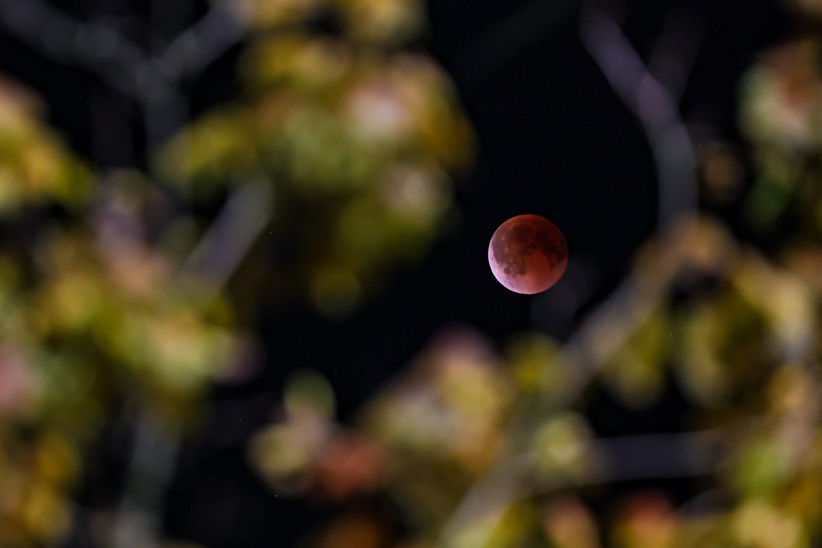 Жители Владимирской области стали свидетелями уникального природного явления — полного лунного затмения. Наблюдать за тем, как тень Земли скрывает ночное светило, можно было практически отовсюду. А потому столь редкое астрономическое событие вызвало ажиотаж среди фотографов и любителей науки о небесных телах и Вселенной. «Ключ-Медиа» собрал самые эффектные снимки.