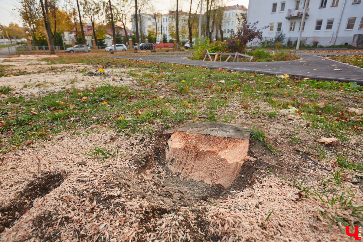 Городские садовники, не теряя времени даром, строят планы по облагораживанию улиц и скверов Владимира на весенне-летний сезон. Особое внимание уделят четырем въездам в столицу региона, воплотят в жизнь «зеленый» проект на разворотном кольце на стыке Безыменского и Комиссарова, а также прислушаются к пожеланиями жителей, жаждущих новых деревьев взамен вырубленных на Усти-на-Лабе.