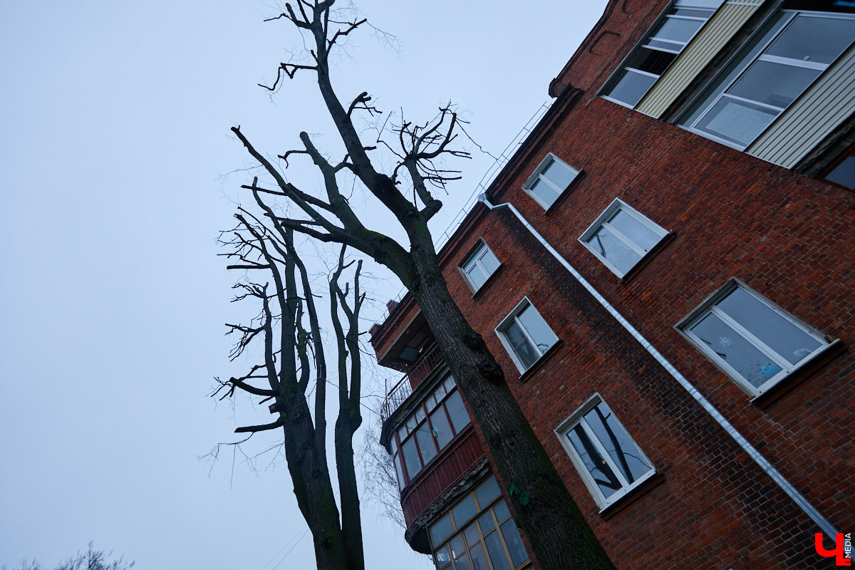 Во         ;Владимире продолжается массовая обрезка и         ;даже вырубка деревьев. Вдоль центральных дорог         ;— голые стволы и         ;пеньки. Спиливают ивы, тополя, клены и         ;липы. Можно         ;ли было их         ;не         ;трогать и         ;как правильно формировать крону? «Ключ-Медиа» прогулялся по         ;проспекту Ленина с         ;экспертом и         ;задал самые важные вопросы специалисту.