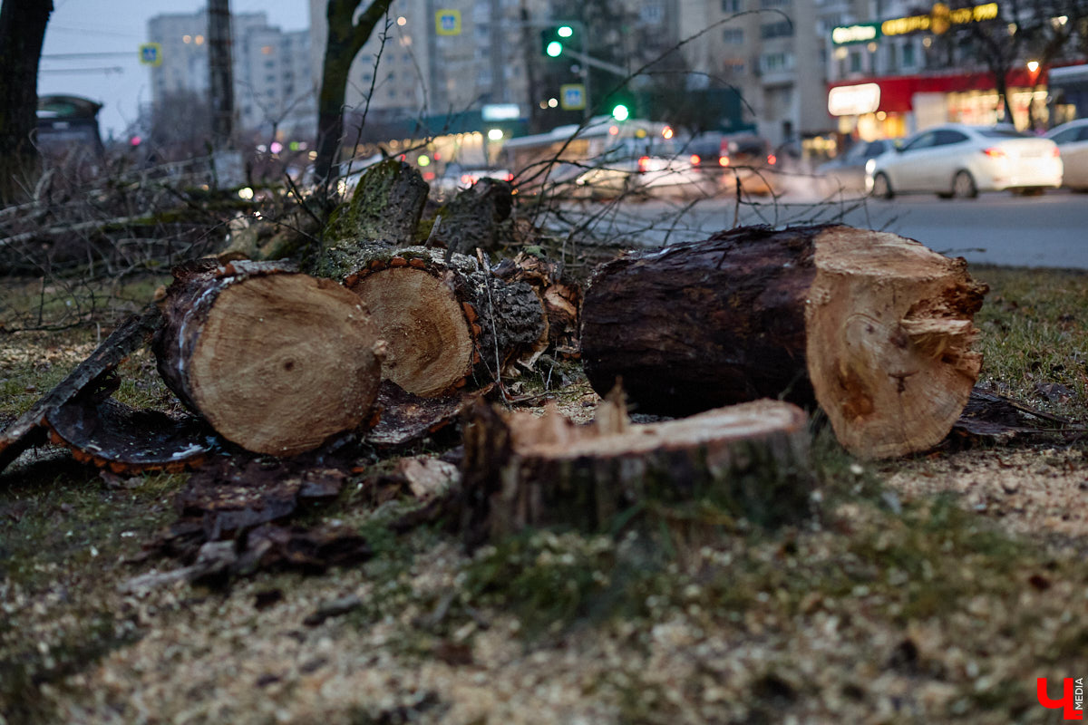 Во         ;Владимире продолжается массовая обрезка и         ;даже вырубка деревьев. Вдоль центральных дорог         ;— голые стволы и         ;пеньки. Спиливают ивы, тополя, клены и         ;липы. Можно         ;ли было их         ;не         ;трогать и         ;как правильно формировать крону? «Ключ-Медиа» прогулялся по         ;проспекту Ленина с         ;экспертом и         ;задал самые важные вопросы специалисту.