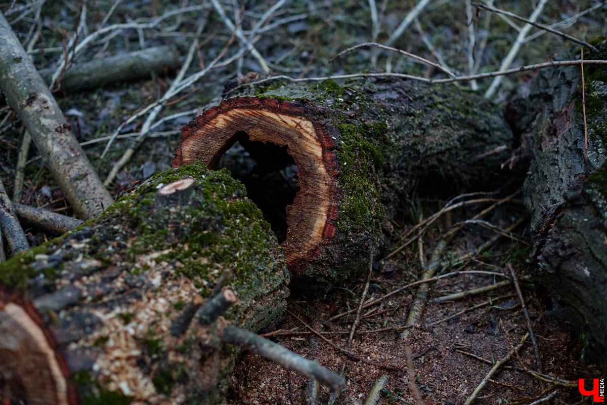 Во         ;Владимире продолжается массовая обрезка и         ;даже вырубка деревьев. Вдоль центральных дорог         ;— голые стволы и         ;пеньки. Спиливают ивы, тополя, клены и         ;липы. Можно         ;ли было их         ;не         ;трогать и         ;как правильно формировать крону? «Ключ-Медиа» прогулялся по         ;проспекту Ленина с         ;экспертом и         ;задал самые важные вопросы специалисту.