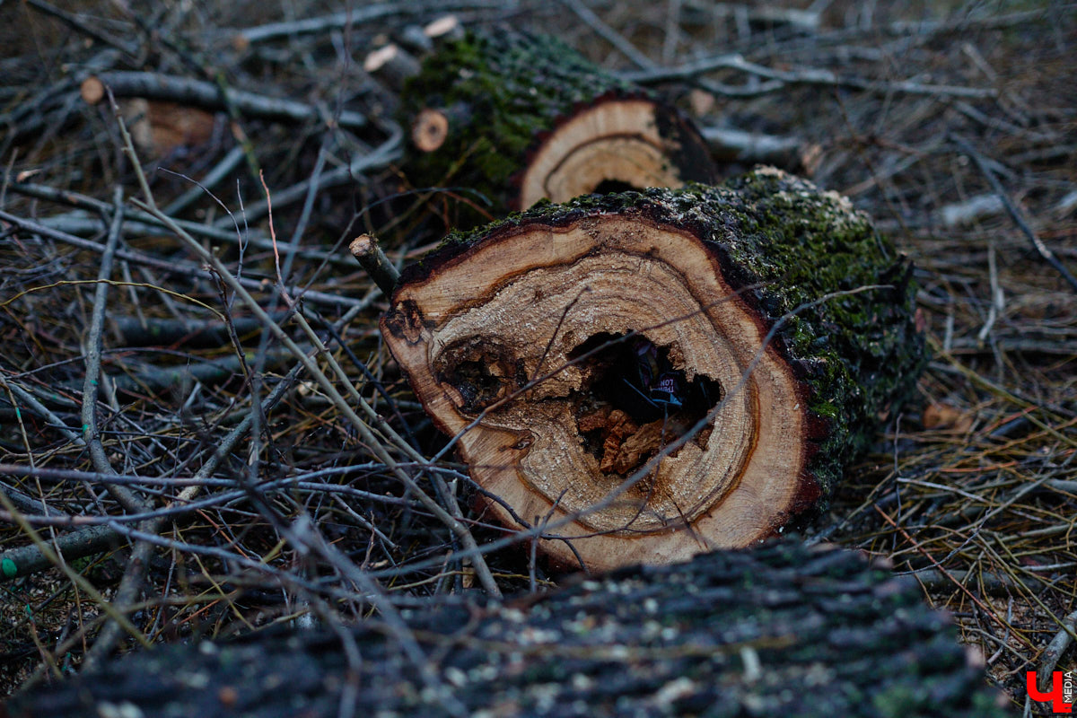 Во         ;Владимире продолжается массовая обрезка и         ;даже вырубка деревьев. Вдоль центральных дорог         ;— голые стволы и         ;пеньки. Спиливают ивы, тополя, клены и         ;липы. Можно         ;ли было их         ;не         ;трогать и         ;как правильно формировать крону? «Ключ-Медиа» прогулялся по         ;проспекту Ленина с         ;экспертом и         ;задал самые важные вопросы специалисту.