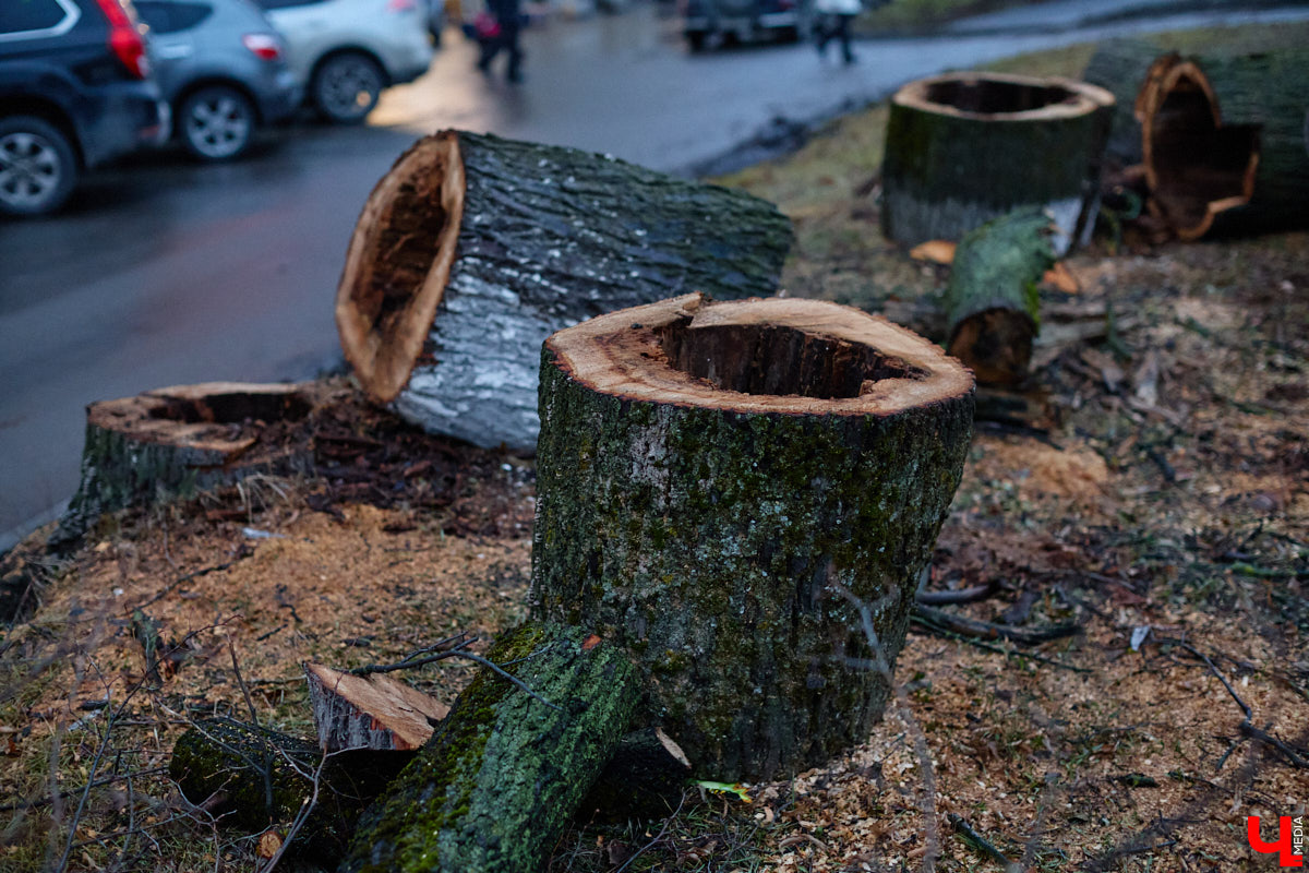 Во         ;Владимире продолжается массовая обрезка и         ;даже вырубка деревьев. Вдоль центральных дорог         ;— голые стволы и         ;пеньки. Спиливают ивы, тополя, клены и         ;липы. Можно         ;ли было их         ;не         ;трогать и         ;как правильно формировать крону? «Ключ-Медиа» прогулялся по         ;проспекту Ленина с         ;экспертом и         ;задал самые важные вопросы специалисту.