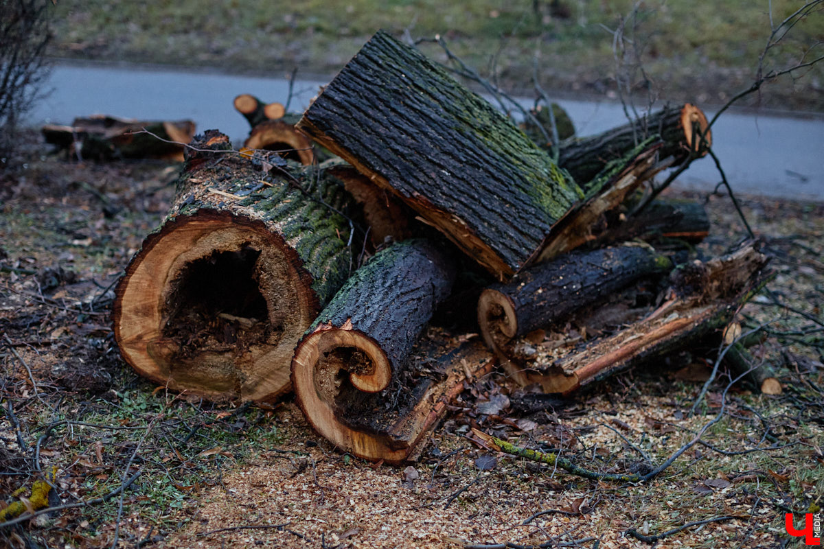 Во         ;Владимире продолжается массовая обрезка и         ;даже вырубка деревьев. Вдоль центральных дорог         ;— голые стволы и         ;пеньки. Спиливают ивы, тополя, клены и         ;липы. Можно         ;ли было их         ;не         ;трогать и         ;как правильно формировать крону? «Ключ-Медиа» прогулялся по         ;проспекту Ленина с         ;экспертом и         ;задал самые важные вопросы специалисту.