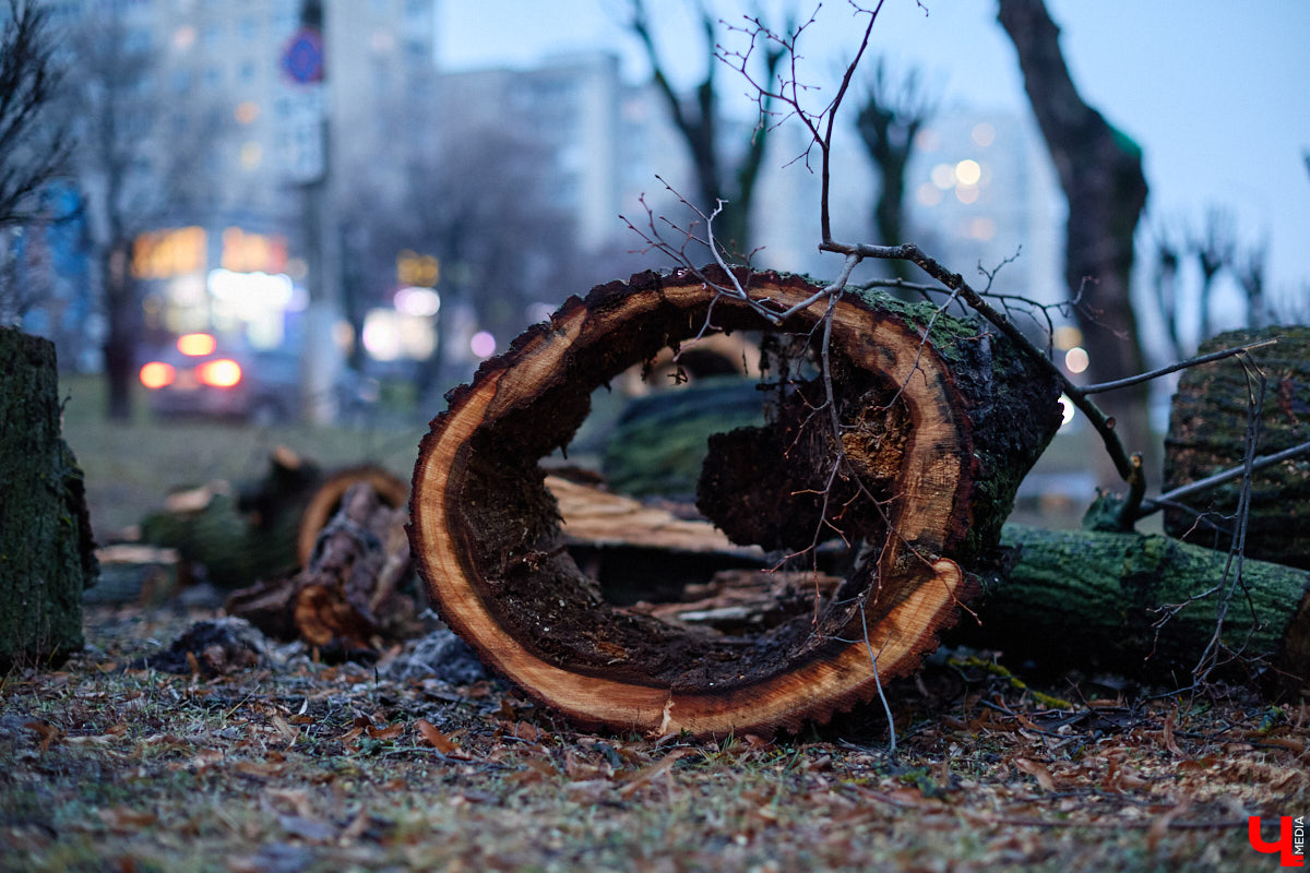 Во         ;Владимире продолжается массовая обрезка и         ;даже вырубка деревьев. Вдоль центральных дорог         ;— голые стволы и         ;пеньки. Спиливают ивы, тополя, клены и         ;липы. Можно         ;ли было их         ;не         ;трогать и         ;как правильно формировать крону? «Ключ-Медиа» прогулялся по         ;проспекту Ленина с         ;экспертом и         ;задал самые важные вопросы специалисту.