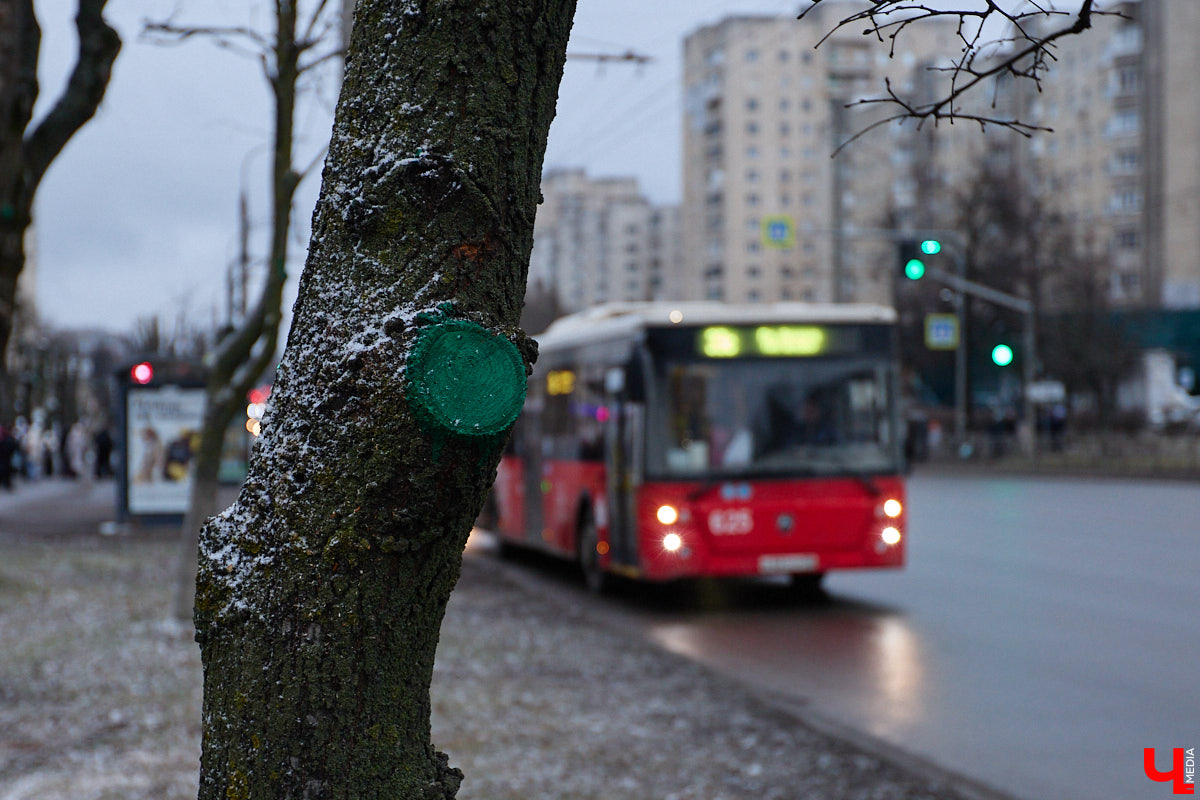 Во         ;Владимире продолжается массовая обрезка и         ;даже вырубка деревьев. Вдоль центральных дорог         ;— голые стволы и         ;пеньки. Спиливают ивы, тополя, клены и         ;липы. Можно         ;ли было их         ;не         ;трогать и         ;как правильно формировать крону? «Ключ-Медиа» прогулялся по         ;проспекту Ленина с         ;экспертом и         ;задал самые важные вопросы специалисту.