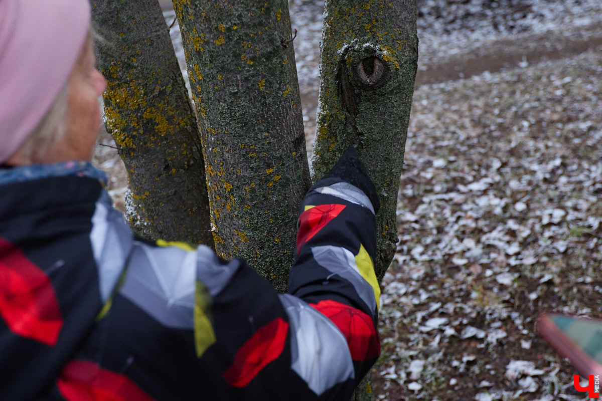 Во         ;Владимире продолжается массовая обрезка и         ;даже вырубка деревьев. Вдоль центральных дорог         ;— голые стволы и         ;пеньки. Спиливают ивы, тополя, клены и         ;липы. Можно         ;ли было их         ;не         ;трогать и         ;как правильно формировать крону? «Ключ-Медиа» прогулялся по         ;проспекту Ленина с         ;экспертом и         ;задал самые важные вопросы специалисту.