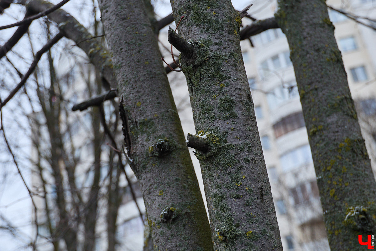Во         ;Владимире продолжается массовая обрезка и         ;даже вырубка деревьев. Вдоль центральных дорог         ;— голые стволы и         ;пеньки. Спиливают ивы, тополя, клены и         ;липы. Можно         ;ли было их         ;не         ;трогать и         ;как правильно формировать крону? «Ключ-Медиа» прогулялся по         ;проспекту Ленина с         ;экспертом и         ;задал самые важные вопросы специалисту.