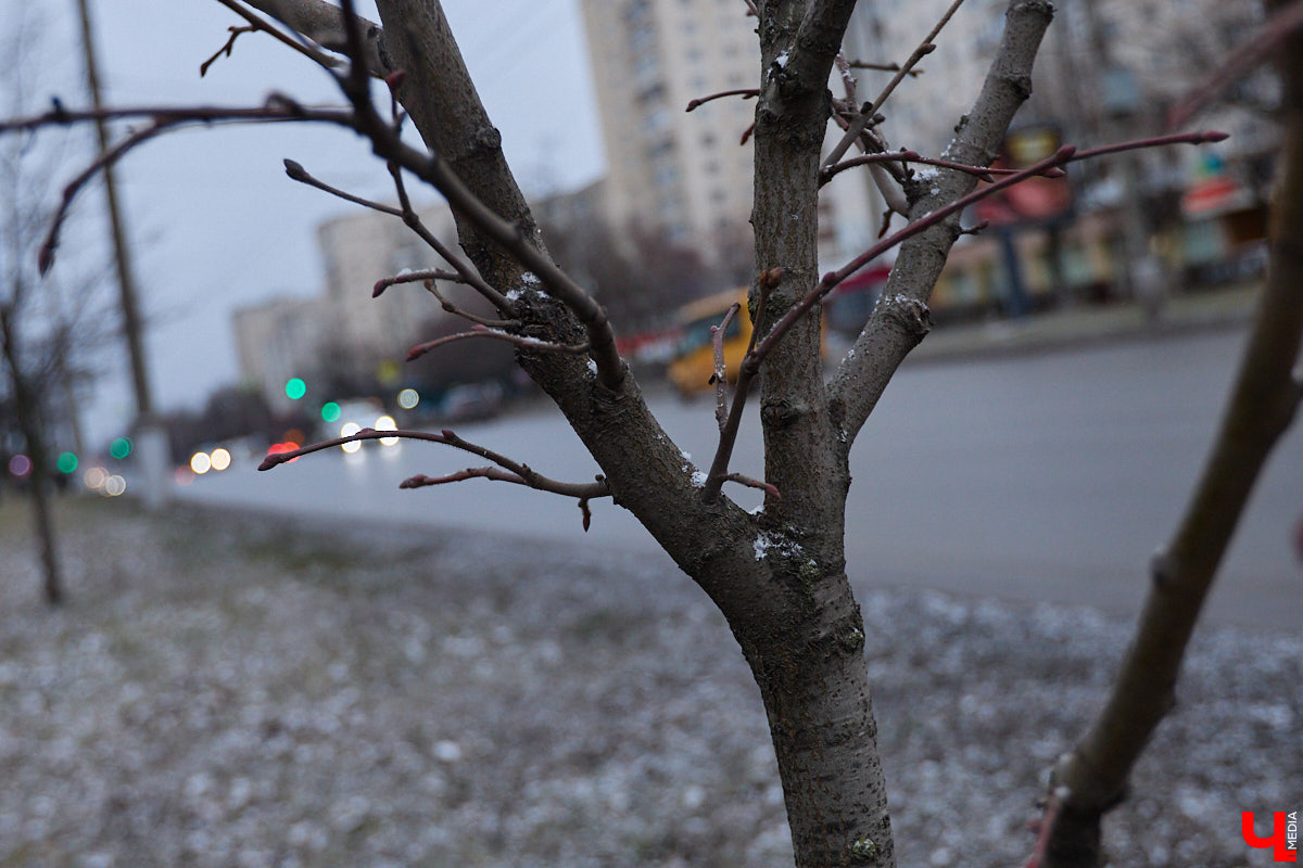 Во         ;Владимире продолжается массовая обрезка и         ;даже вырубка деревьев. Вдоль центральных дорог         ;— голые стволы и         ;пеньки. Спиливают ивы, тополя, клены и         ;липы. Можно         ;ли было их         ;не         ;трогать и         ;как правильно формировать крону? «Ключ-Медиа» прогулялся по         ;проспекту Ленина с         ;экспертом и         ;задал самые важные вопросы специалисту.