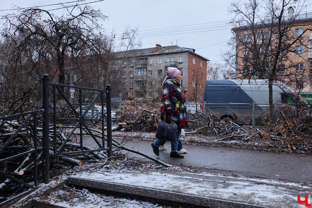 Во         ;Владимире продолжается массовая обрезка и         ;даже вырубка деревьев. Вдоль центральных дорог         ;— голые стволы и         ;пеньки. Спиливают ивы, тополя, клены и         ;липы. Можно         ;ли было их         ;не         ;трогать и         ;как правильно формировать крону? «Ключ-Медиа» прогулялся по         ;проспекту Ленина с         ;экспертом и         ;задал самые важные вопросы специалисту.